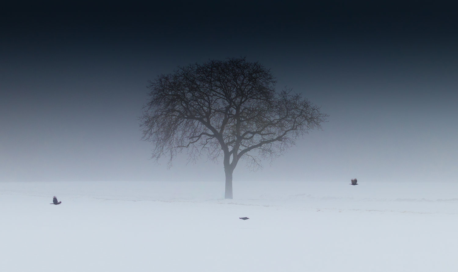 Lone tree on a winter tundra...
