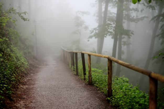Foggy path in a wooded area.