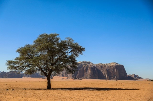 Tree in a desert.