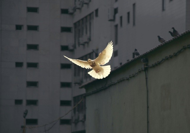 White dove.